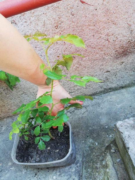 Rimosa tineret - Diverse