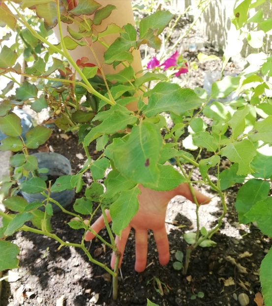 Rimosa tineret - Diverse