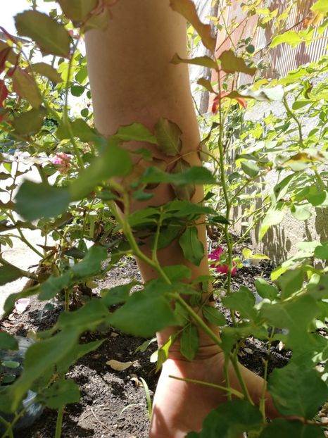 Rimosa tineret - Diverse