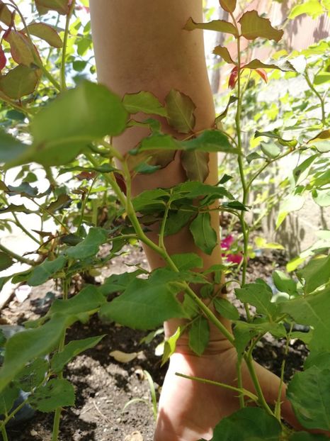 Rimosa tineret - Diverse