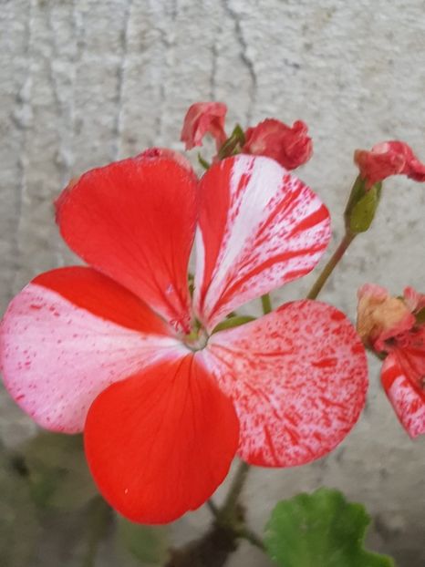 3a995a40-261e-47d8-bbb5-a7f23e107dd1 - Flori 2018