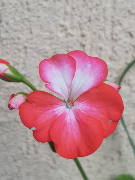 9c3d7dd2-96f5-444e-9637-d007f90514ce - Flori 2018