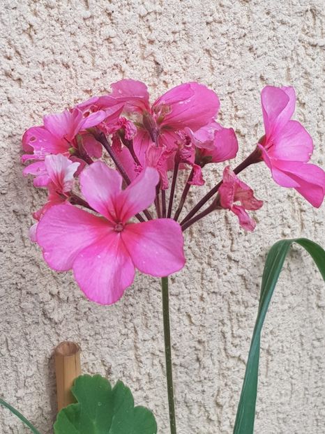 b5ca8ec3-e44f-4151-b00d-151d24581d08 - Flori 2018