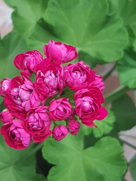 3977d6c8-5096-4c5a-aff4-09fd5724e335 - Flori 2018