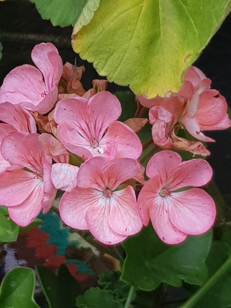 dae2c10f-7a3e-4571-9757-e39a19b238d6 - Flori 2018
