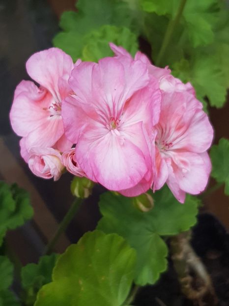67179e69-46a3-431f-b763-e069cdfe45c0 - Flori 2018
