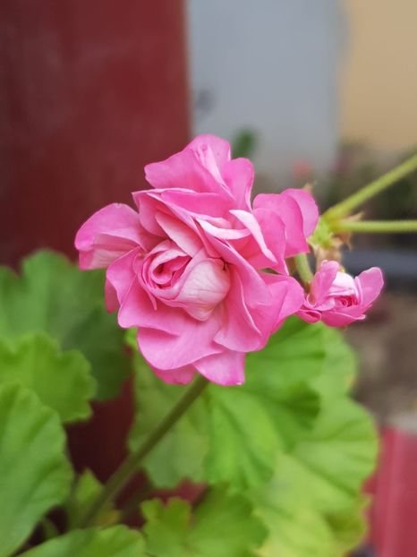 3ee7c212-1b9c-4192-ad15-a55823f5ff37 - Flori 2018