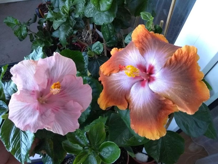  - 04Hibiscus