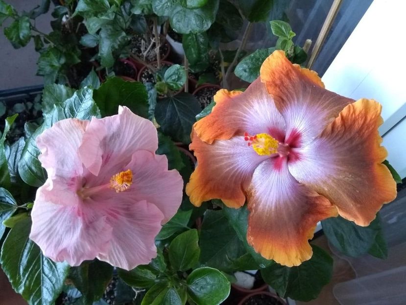  - 04Hibiscus