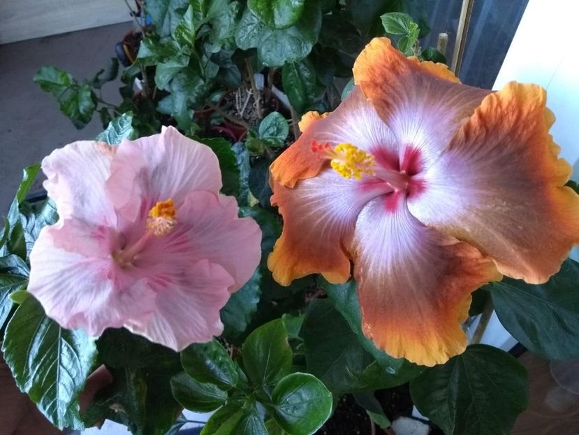  - 04Hibiscus