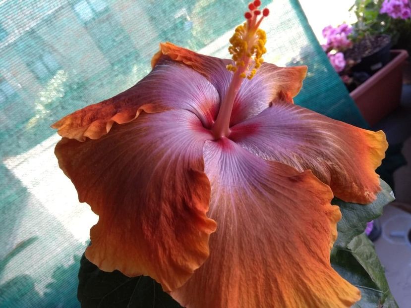  - Tahitian Sophistication