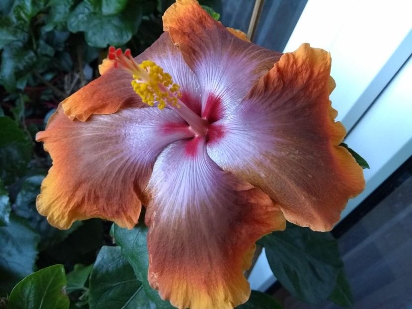  - Tahitian Sophistication