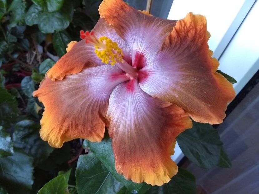  - Tahitian Sophistication