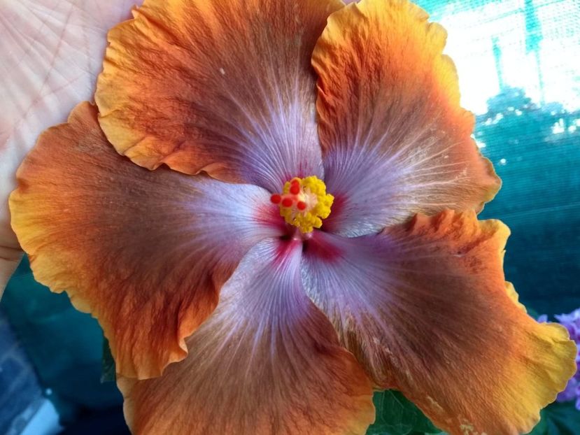  - Tahitian Sophistication