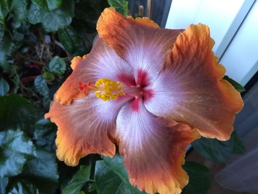  - Tahitian Sophistication