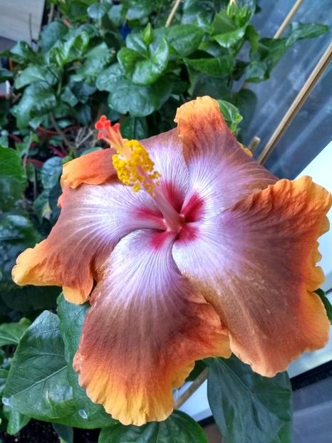  - Tahitian Sophistication