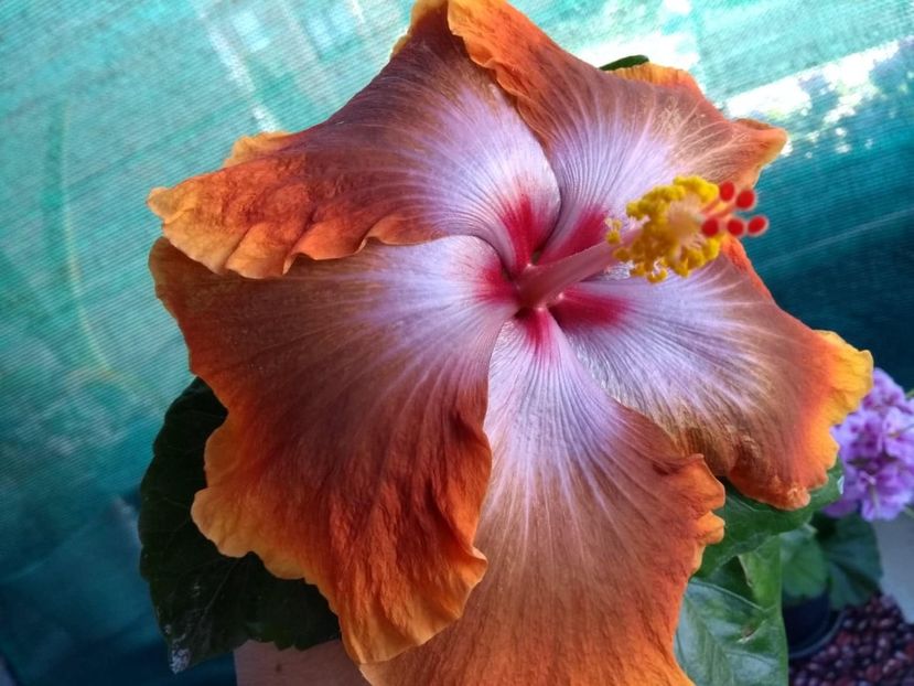  - Tahitian Sophistication