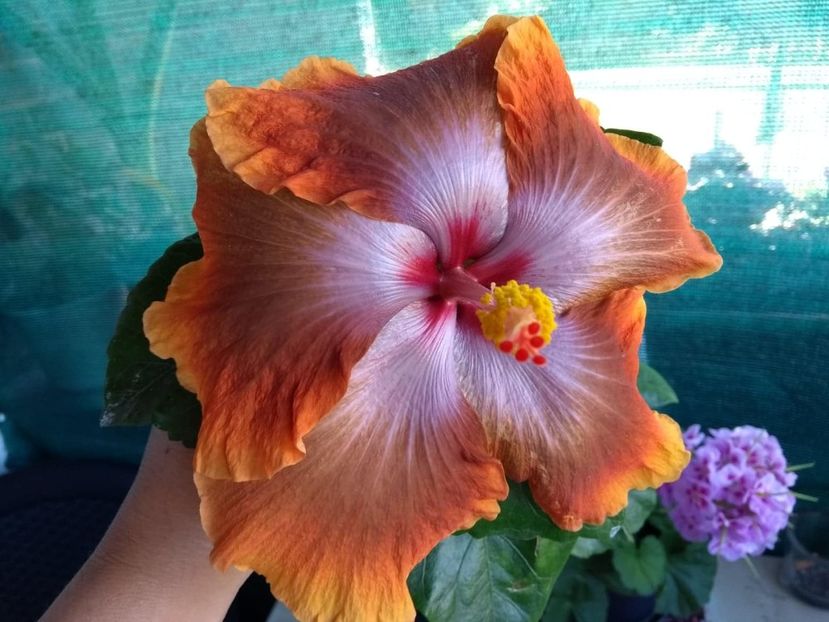  - Tahitian Sophistication