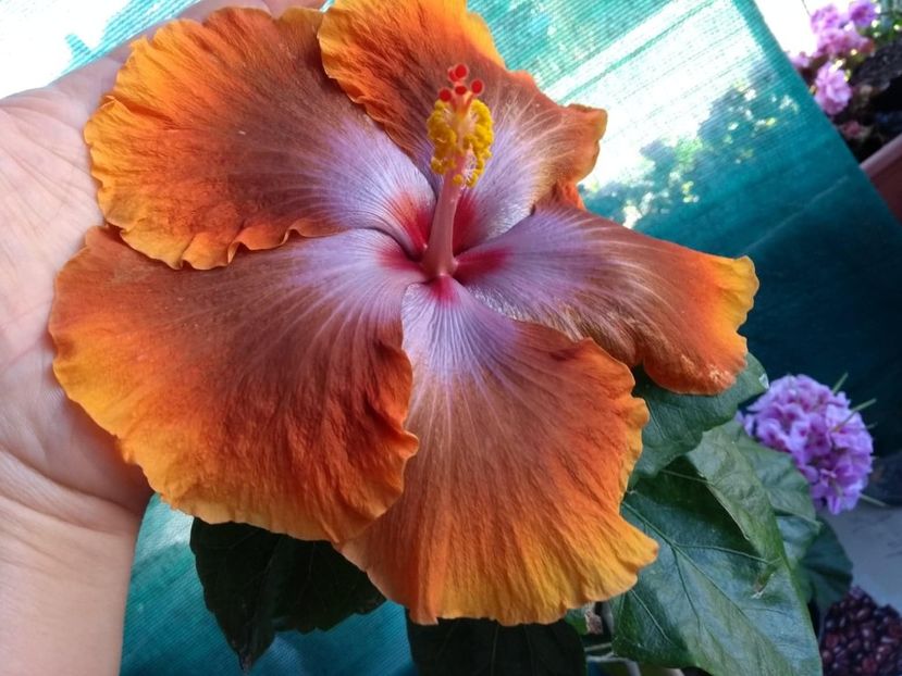  - Tahitian Sophistication