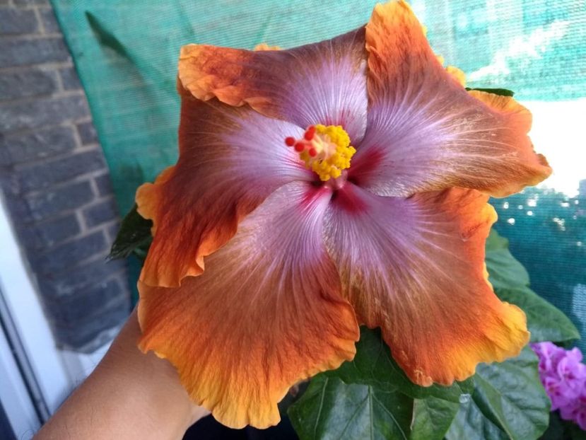  - Tahitian Sophistication