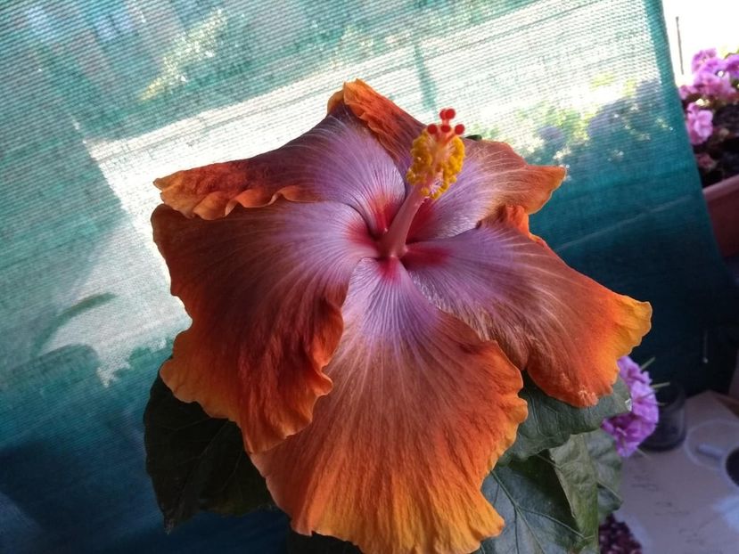  - Tahitian Sophistication