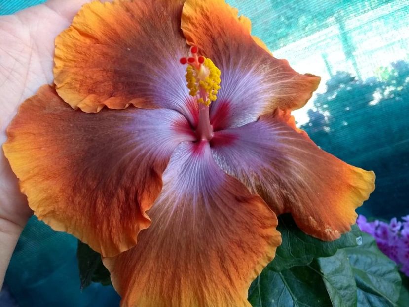  - Tahitian Sophistication