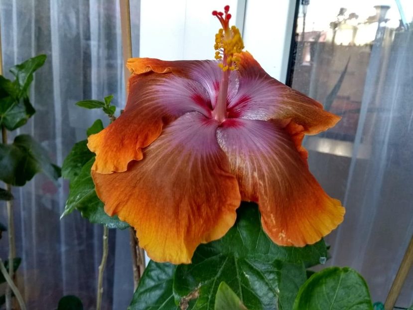  - Tahitian Sophistication