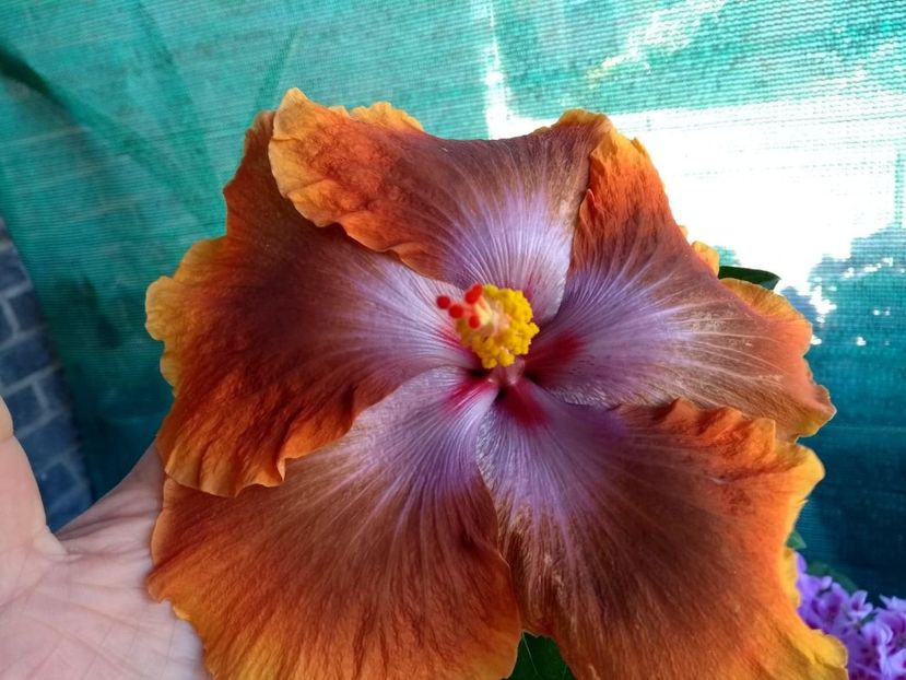  - Tahitian Sophistication