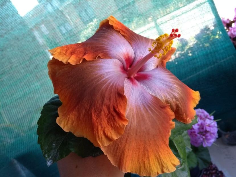  - Tahitian Sophistication