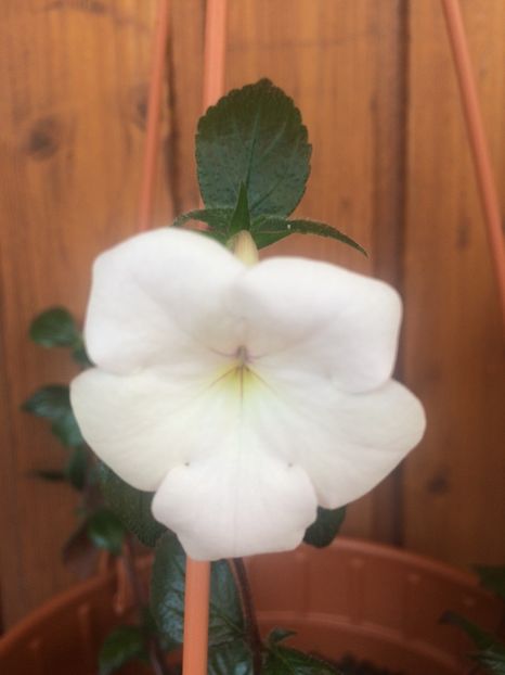 Jee Dee Large White - Achimenes 2018