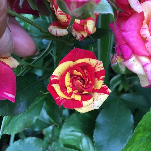 B9B34DE3-8675-46CC-9F6F-356CEF6909E5 - Trandafiri mini