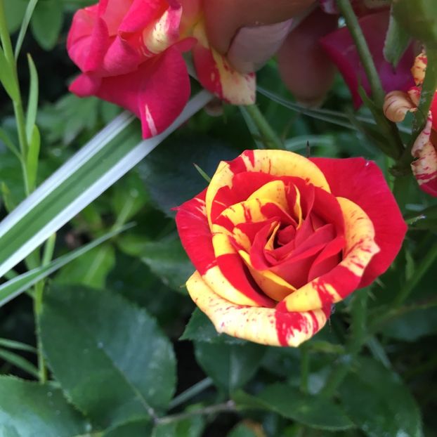 3291F50D-795C-4B01-9159-5F98CA21C95F - Trandafiri mini