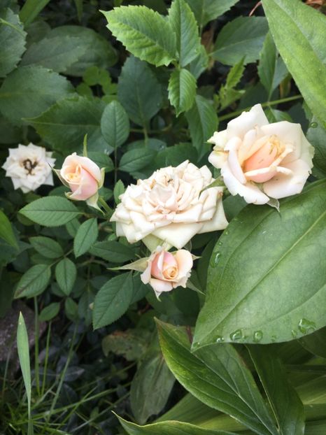 BF728E4E-0C7D-462C-B844-983845D33677 - Trandafiri mini