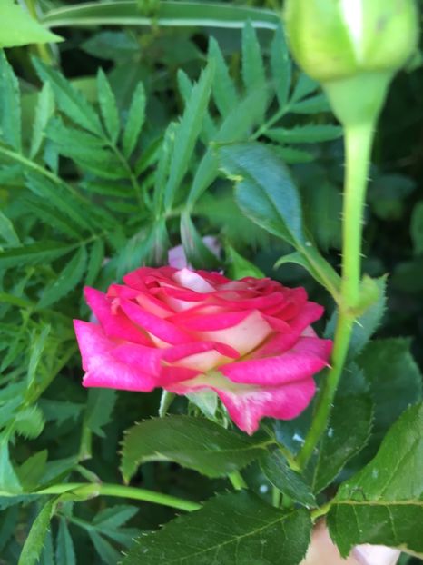 0DF3E930-0470-4109-A2E3-2C05E12D0075 - Trandafiri mini