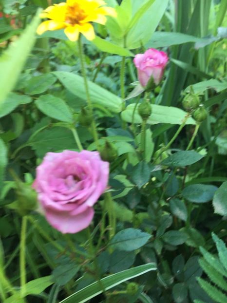 F167C112-95AA-466A-9E4C-1FEF5B4901E4 - Trandafiri mini