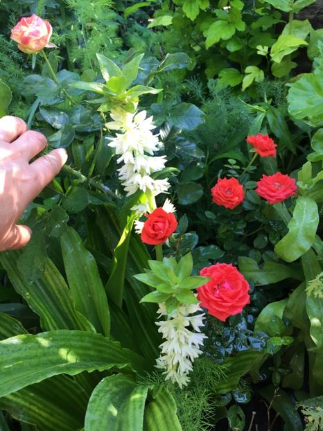 A158228A-3DA2-4F49-A12F-864753101F00 - Trandafiri mini