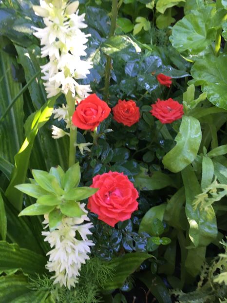 1B66C982-7F29-4B9C-BB36-A17DB1A58DB3 - Trandafiri mini