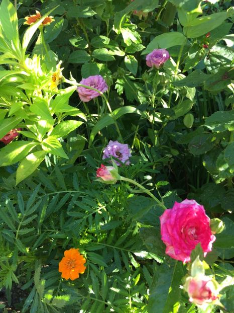 9B90DADB-364F-449B-8B93-683B11817887 - Trandafiri mini