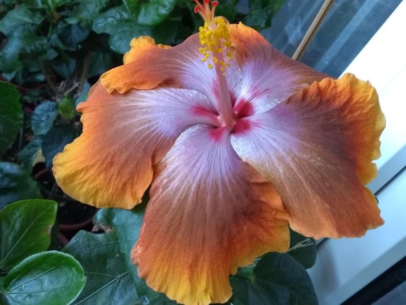  - Tahitian Sophistication