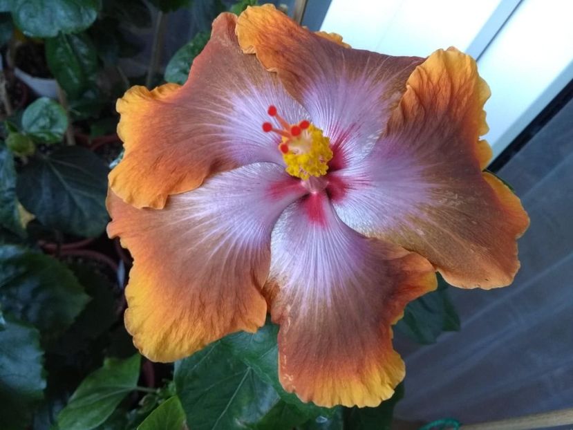  - Tahitian Sophistication