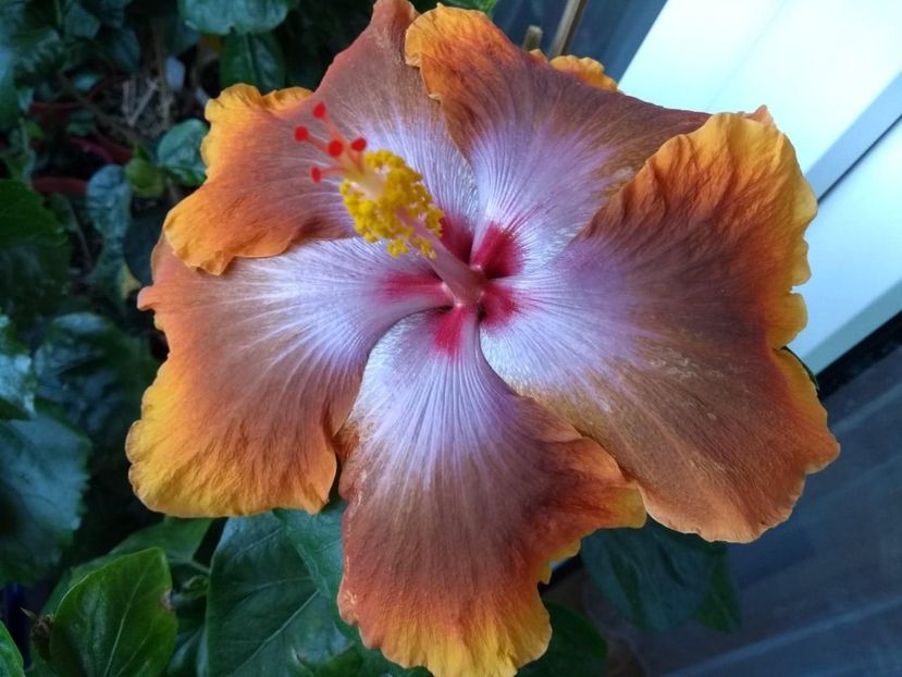  - Tahitian Sophistication