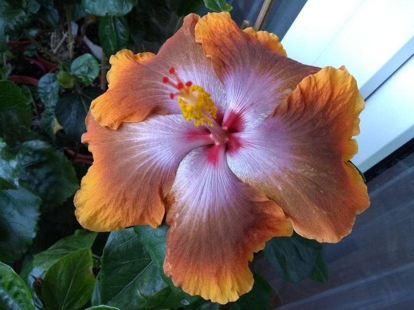  - Tahitian Sophistication