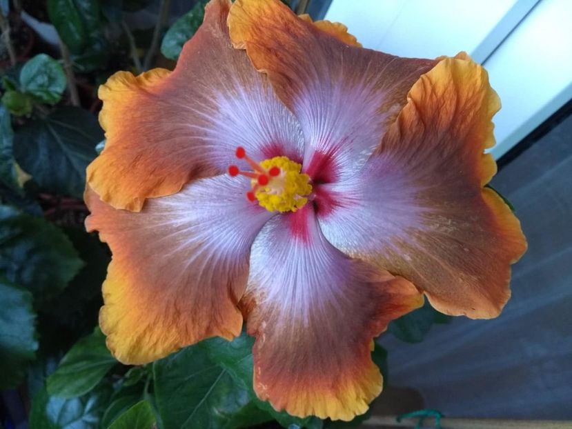  - Tahitian Sophistication