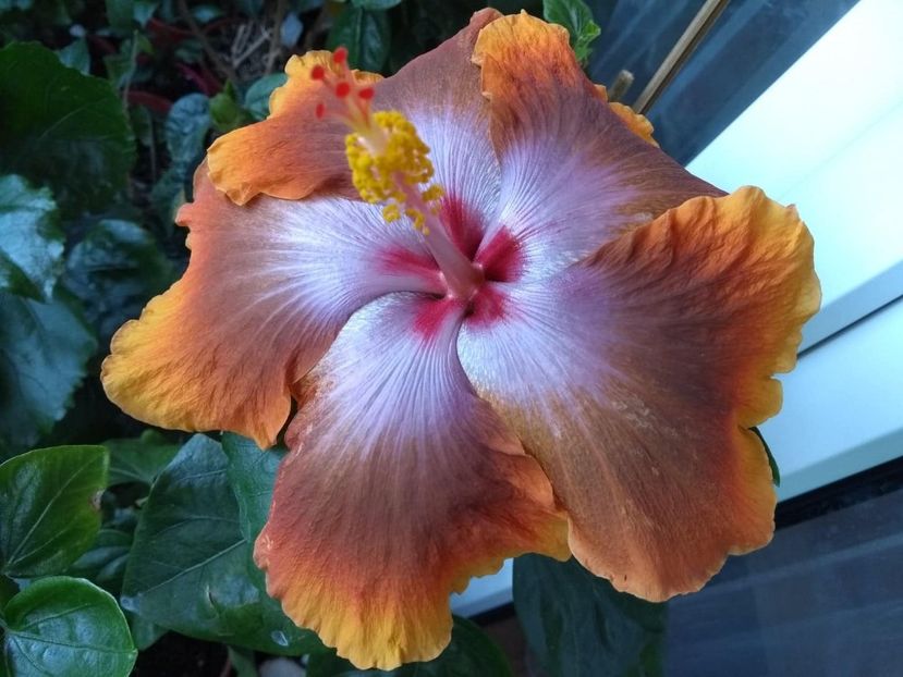  - Tahitian Sophistication