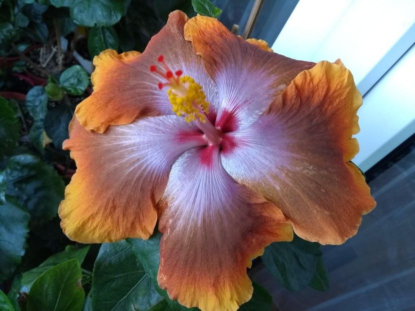  - Tahitian Sophistication