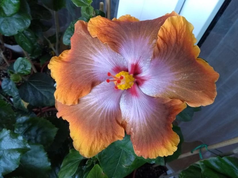  - Tahitian Sophistication