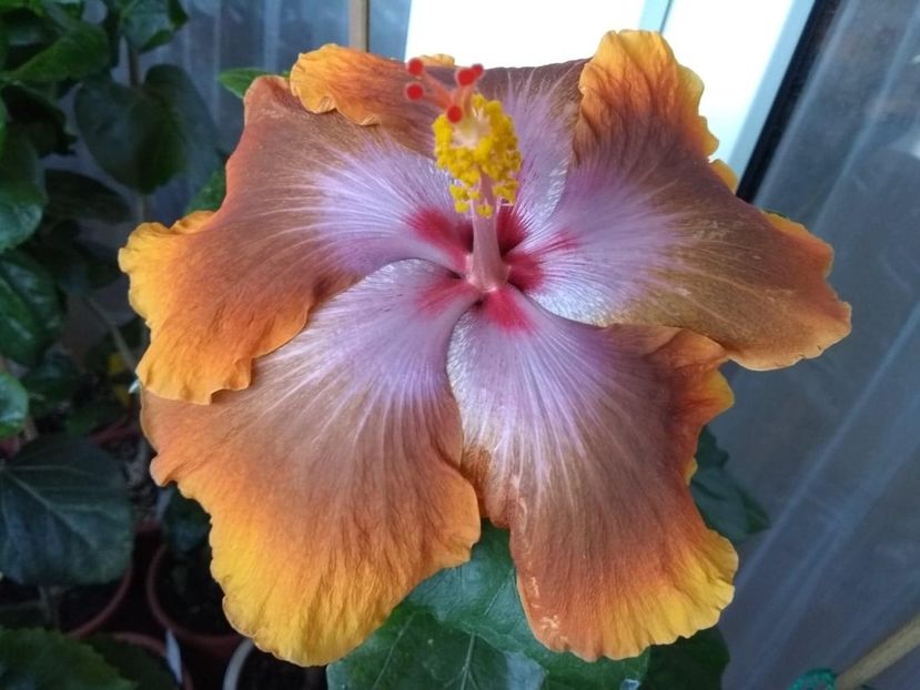  - Tahitian Sophistication