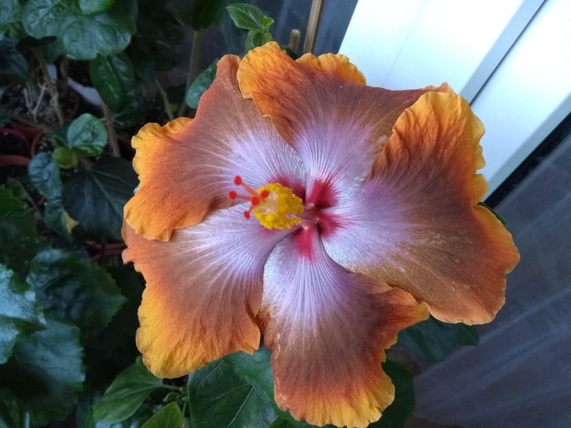  - Tahitian Sophistication