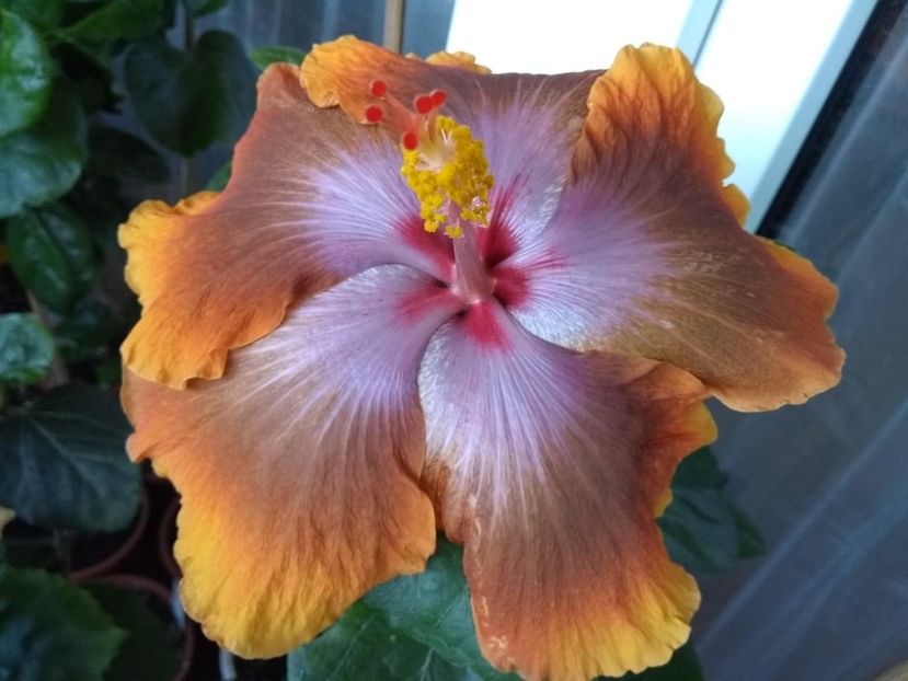  - Tahitian Sophistication