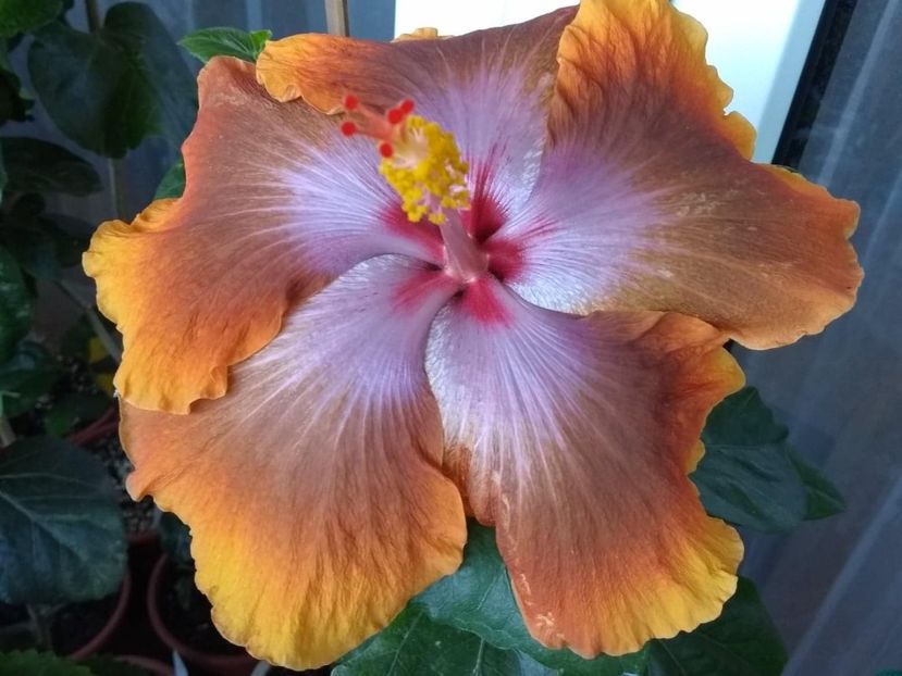 Tah.Sophistication - 0Hibiscus in colectie infloriti